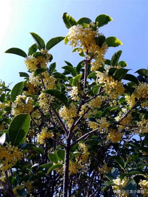 門口種桂花|「桂花門前栽，貴人立門內」,這4個地方不宜種桂花。